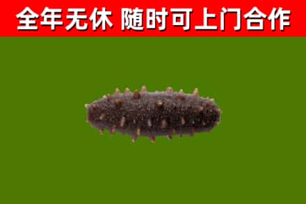 余庆回收海参干